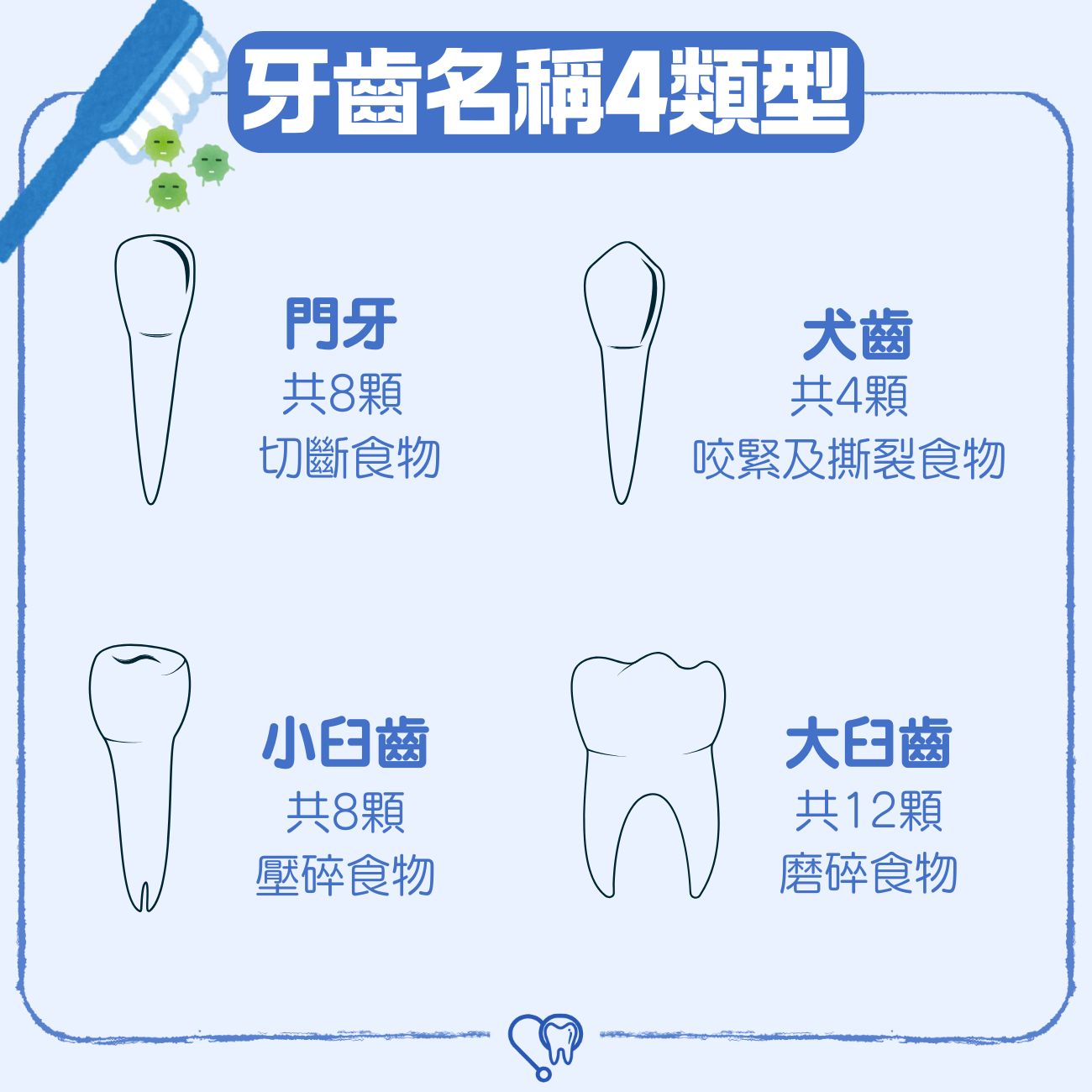 牙齒名稱4類型