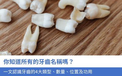 你知道所有牙齒名稱嗎？一文認識牙齒的4大類型、數量、位置及功用