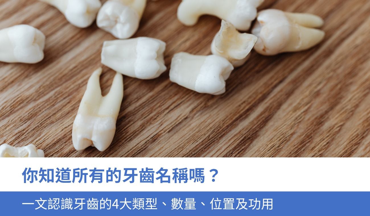 你知道所有的牙齒名稱嗎？