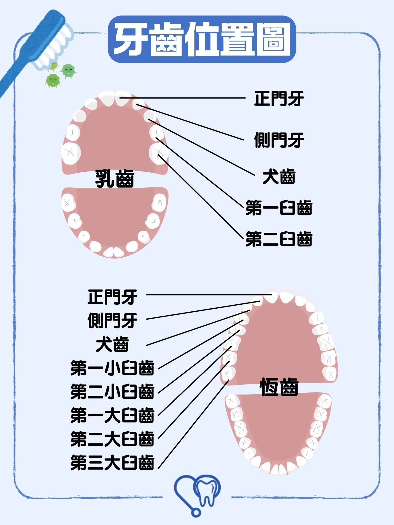 牙齒位置圖